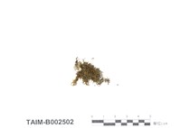 藏品(短枝摺苔)的圖片